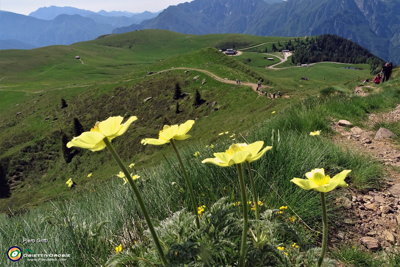 19 Fiori di pulsatilla alpina sulfurea con vista sui Piani dell'Avaro.JPG -                                